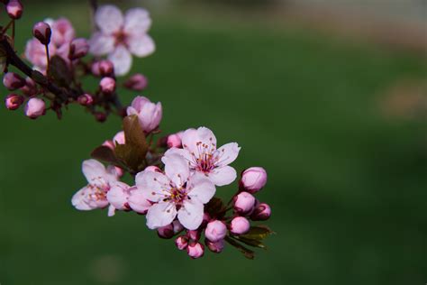 Flowering Plum | takeaasmile