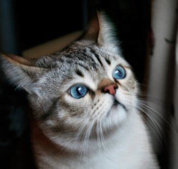 The pecularities of ojos azules cat, breed history, personality and character. Different Cat Breeds with Pictures