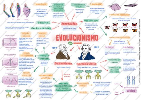 Teorias Evolutivas Resumos E Mapas Mentais Infinittus