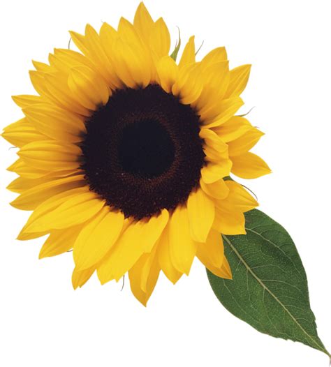 Clipart Of Sunflowers 20 Free Cliparts Download Images On Clipground 2023