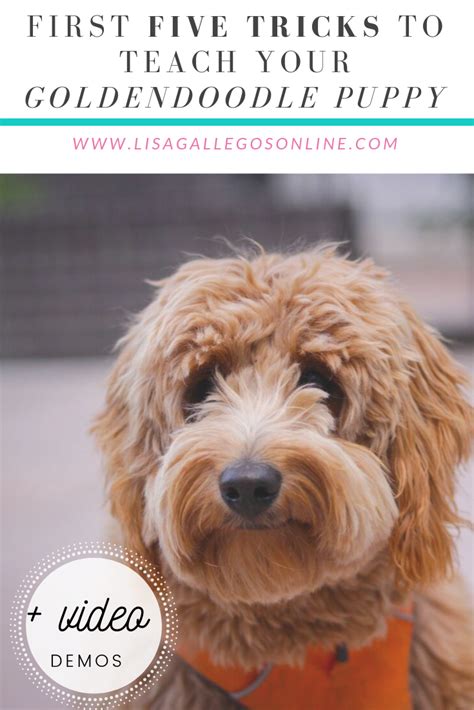 This implies that the puppy could cause you to become unpleasant when. Goldendoodle Puppy Training - First 5 Tricks to Teach Your ...