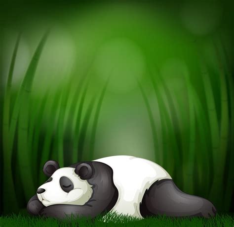 Sleeping Panda On Bamboo Template 419671 Download Free Vectors