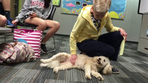 High Schools Therapy Dog Youtube
