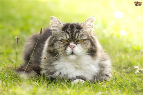 While spaying is traditionally recommended for kitties between 4 and 6 months of age, spaying as young as 8 weeks old is considered safe, according to cat channel. Health Issues Common to Older Cats | Pets4Homes