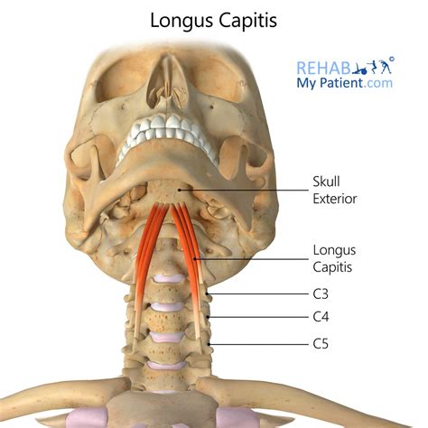 Longus Capitis Rehab My Patient