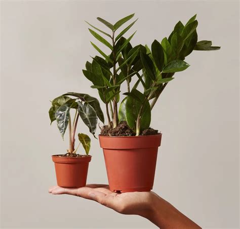 Indoor Potted Plants Delivered To Your Door The Sill Houseplants Indoor Potted Plants Easy