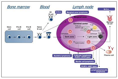 Cancers Free Full Text Mechanisms Of B Cell Receptor Activation And
