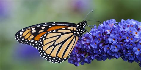 Why You Should Never Plant A Butterfly Bush Again Butterfly Bush