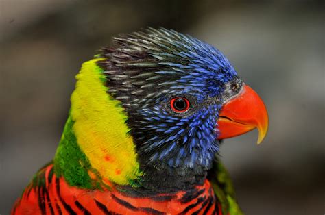 Lory Parrot Bird Tropical 9 Wallpapers Hd Desktop