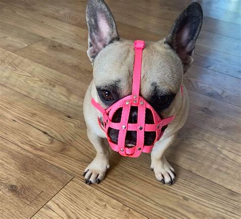 Dog Muzzle For French Bulldog Frenchies A Other Etsy Canada