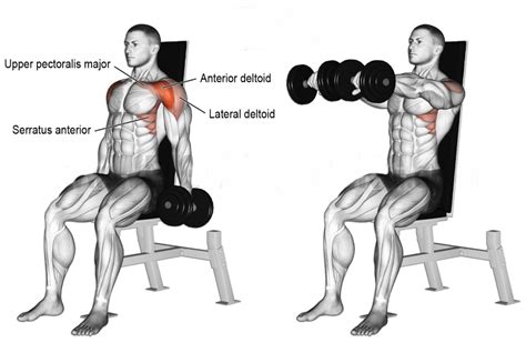 Seated Dumbbell Front Raise Shoulder Workout Best Shoulder Workout