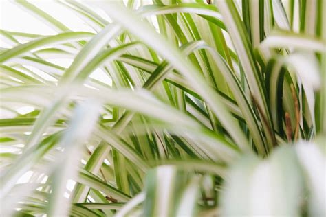 6 Tips To Growing Spider Plants Outdoors Backyard Boss