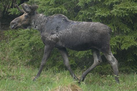 Warm Summers Mean More Ticks On Moose Quetico Superior Wilderness News