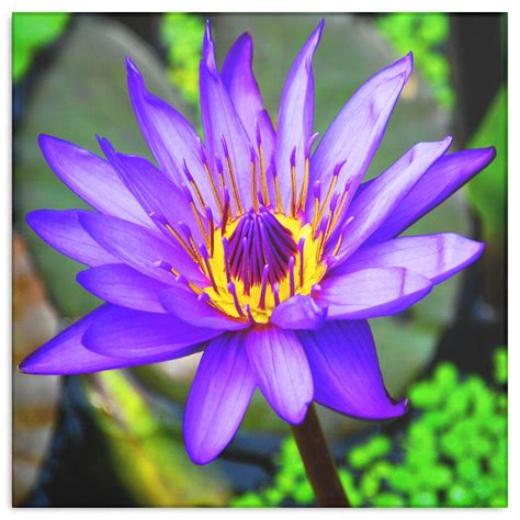 Purple And Yellow Lotus Flower Canvas Wall Art Square 4 Sizes