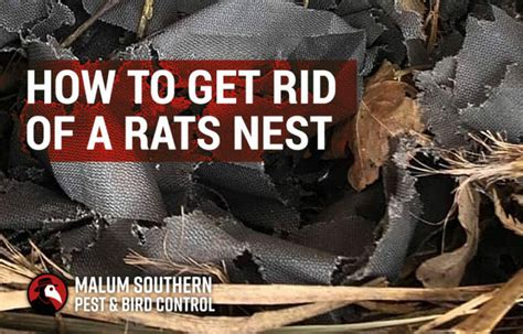 How To Get Rid Of A Rats Nest Malum Southern Pest Control