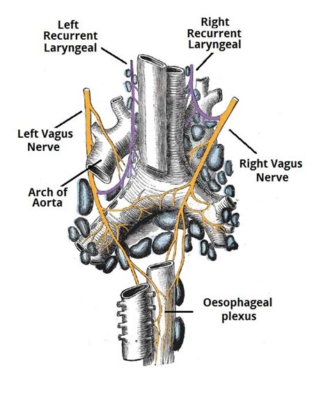 Vagus Nerve Anatomy Origin Course And Branches