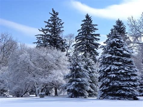 Large Evergreens Winter Trees Evergreens Snow Hd Wallpaper Pxfuel