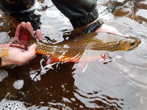 Lake Superior Coaster Brook Trout Increases In MN Northern Wilds Magazine