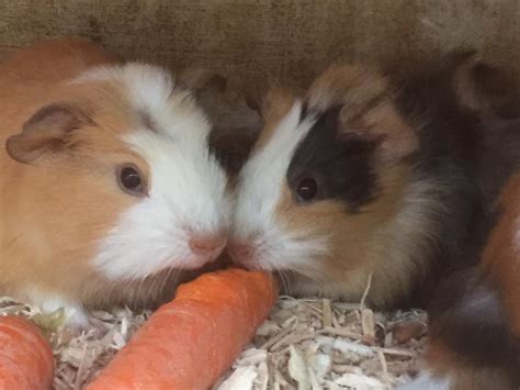 Baby Guinea Pigs For Sale In Thame Oxfordshire Gumtree