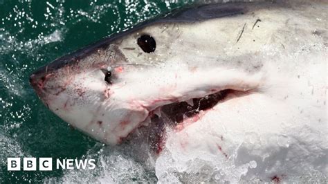 Surviving A Shark Attack Do You Really Have To Punch It Bbc News