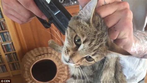 Man Threatens To Shoot His Cat But Message Intended To Garner Support