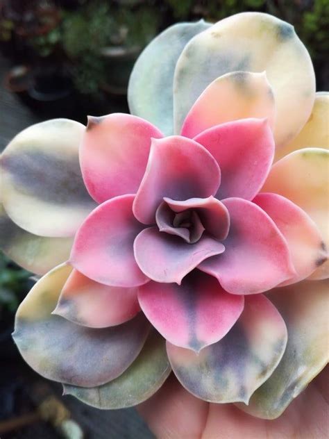 2 X Echeveria Rainbow Variegated Korean Succulent Plant Stunning Plant