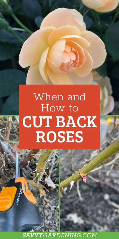 When To Cut Back Roses Pruning Advice For Timing And Technique Rose