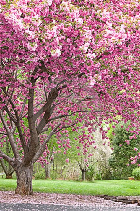 Beautiful Flowering Trees Spring Flowering Trees In Spring Forest Hd