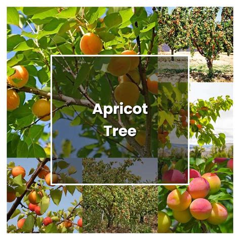 How To Grow Apricot Tree Plant Care And Tips Norwichgardener