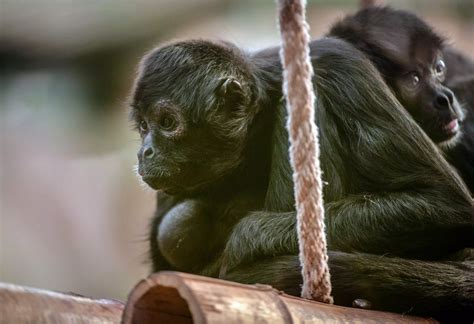 Spider Monkey Newborns At Chester Zoo North Wales Live