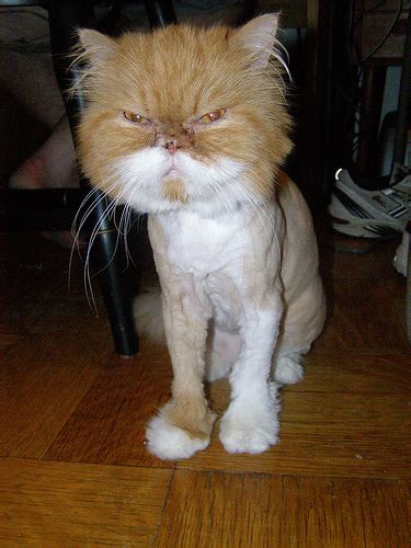Cats Shaved Like A Lion Hoax Or Crazy Owners Cats