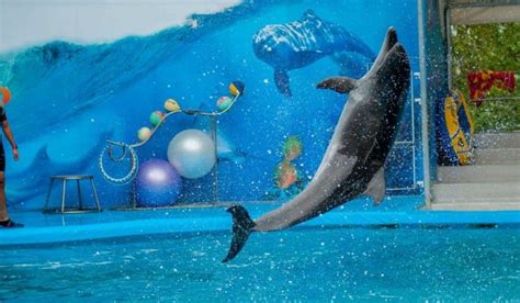 Dubai Dolphinarium Entrance Tickets Offers 2020 Dolphin And Seal Shows