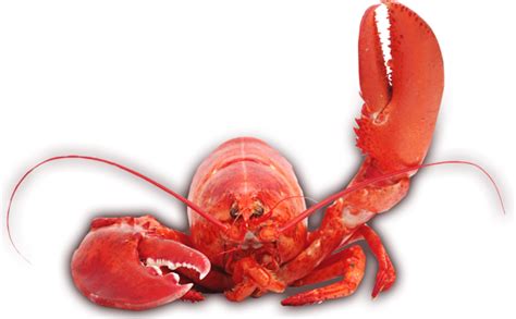 Lobster PNG Image Transparent PNG Arts
