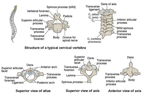 The Vertebral Column Anatomy And Physiology I 2022