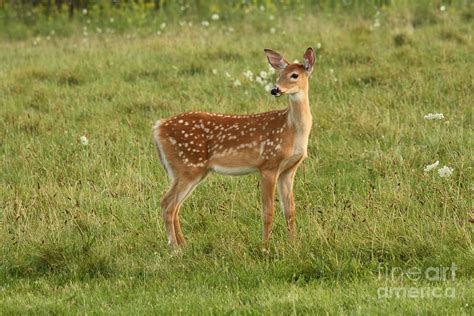 Kids n fun 23 kleurplaten van baby. Baby Whitetail Fawn In A Spring Meadow Photograph by Inspired Nature Photography Fine Art ...