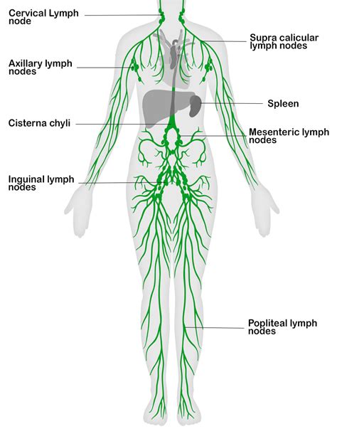 Lymphatic System Definition Function Diagram Simple Explanation The