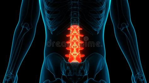 Spinal Cord Vertebral Column Lumbar Vertebrae Of Human Skeleton System