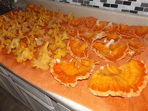 Vegans Living Off The Land Foraging Chanterelle And Chicken Of The Woods