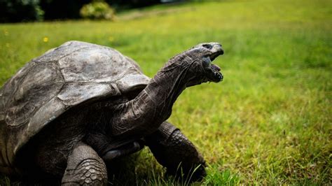 Jonathan The Tortoise Worlds Oldest Land Animal Celebrates His 190th