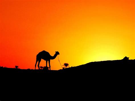 Arabian Desert Wallpapers Top Free Arabian Desert Backgrounds