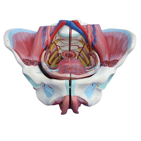 Female Pelvis With Genital Organs Muscle Rehabilitation Anatomical