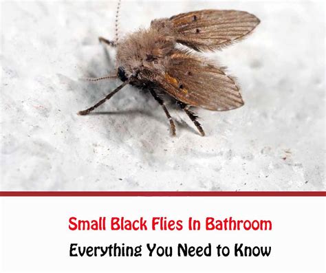 What Causes Little Black Flies In Bathroom Artcomcrea