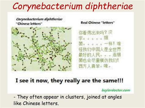 Ppt Corynebacterium And Bacillus Powerpoint Presentation Free Download