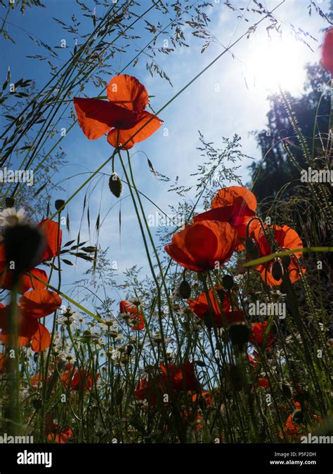 Wild Poppies Monet Hi Res Stock Photography And Images Alamy
