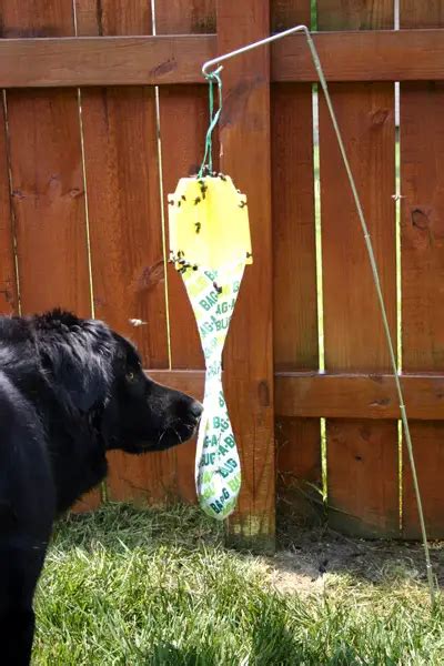 Do Those Bag A Bug Japanese Beetle Traps Really Work Diy Household