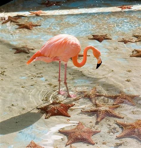 ¡es Hermoso Observar La Belleza De Los Flamencos Flamingos Fondo De