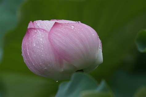 Wallpaper Sony Blossom Tokyo 7 Lotus Flower Flora Bud Ueno