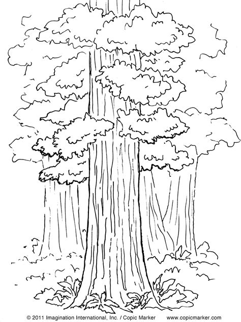 Redwood Tree Coloring Pages At Getdrawings Free Download