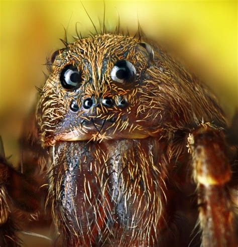 Spiders Get Up Close And Personal In One Nightmarish Photo Weird