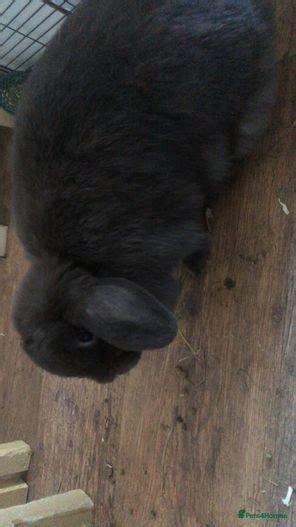 2 X Pure Bred Mini Lop Rabbits Frome Pets4homes